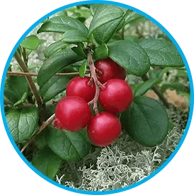 Arctic lingonberries on the branch