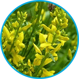Genistein-rich flowering plant